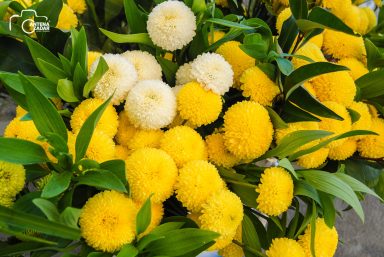 ulicama moga grada-5