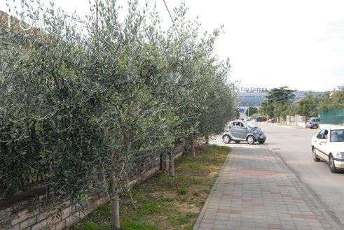 ulicama moga grada-5