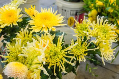 ulicama moga grada-6