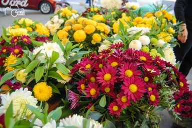 ulicama moga grada-7