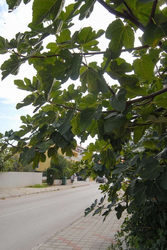 ulicama moga grada-7