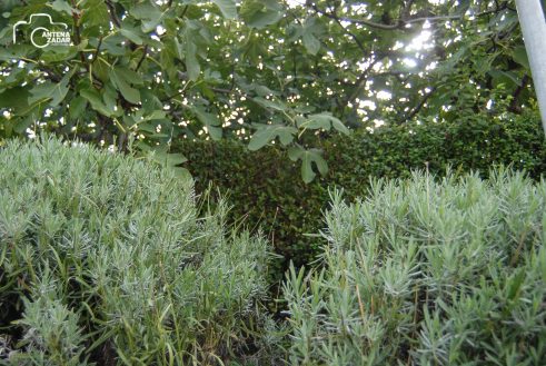 ulicama moga grada-8