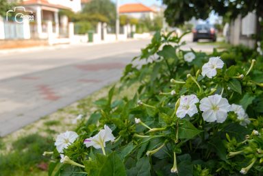 ulicama moga grada-9