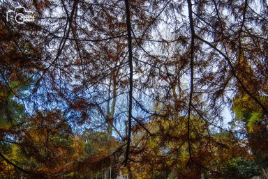 ulicama moga grada-10