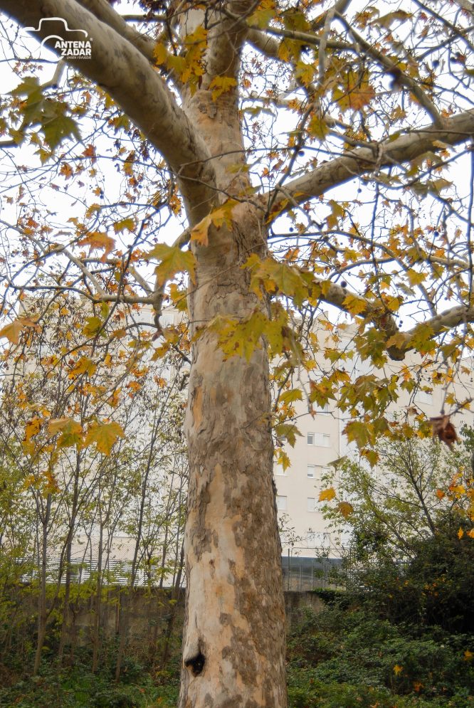 ulicama moga grada-10