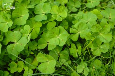 ulicama moga grada-12