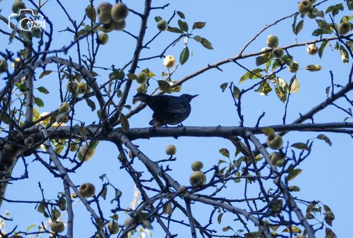 ulicama moga grada-12