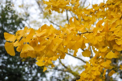 ulicama moga grada-13