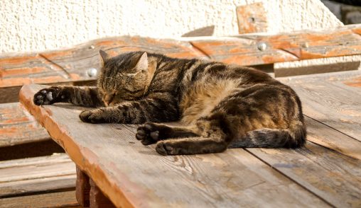 ulicama moga grada-14