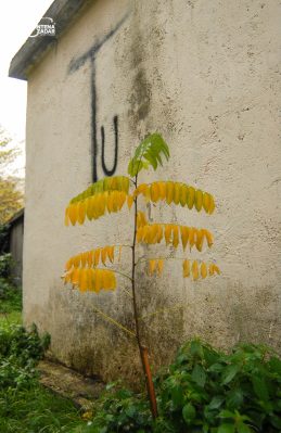 ulicama moga grada-15