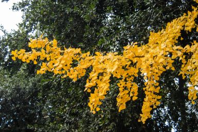 ulicama moga grada-17