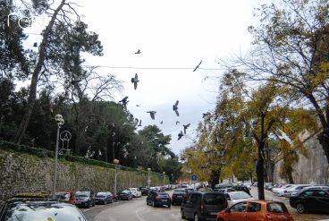 ulicama moga grada-19