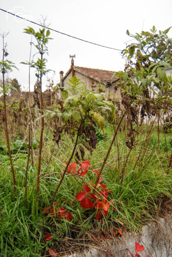 ulicama moga grada-2