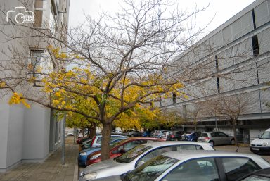 ulicama moga grada-26