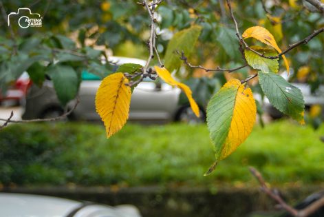 ulicama moga grada-27