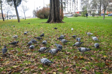 ulicama moga grada-29