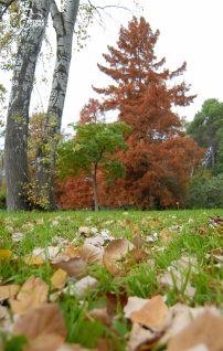 ulicama moga grada-3