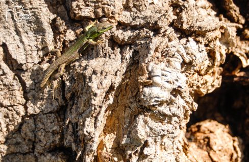 ulicama moga grada-34