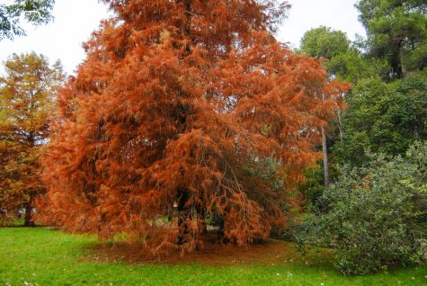 ulicama moga grada-4