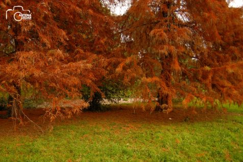 ulicama moga grada-5