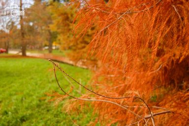 ulicama moga grada-6