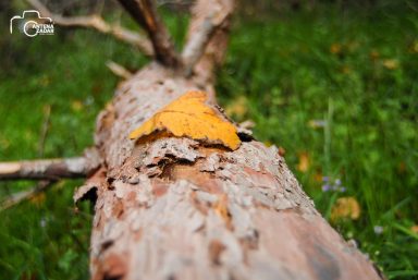 ulicama moga grada-9