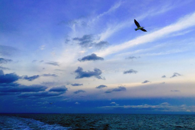 Suzana_Mestrić_Soaring_high