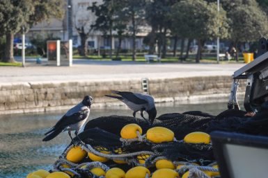 ulicama moga grada-14