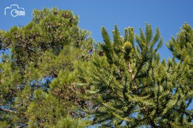 ulicama moga grada-25