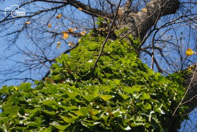 ulicama moga grada-26