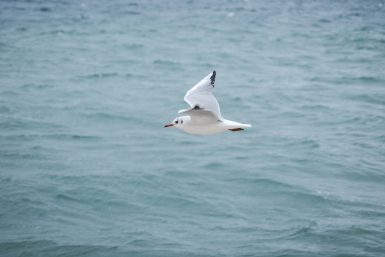 ulicama moga grada-8