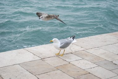 ulicama moga grada-9