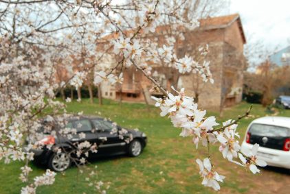 cvijet mendule,badem