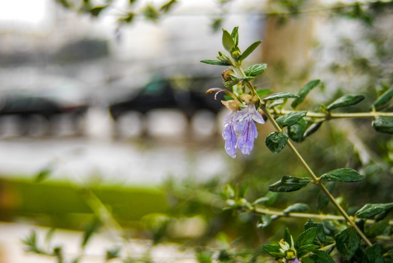 ulicama moga grada-27