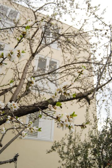 badem,mindula,cvijece