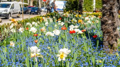 ulicama moga grada-22, proljece, cvijece, vrijeme