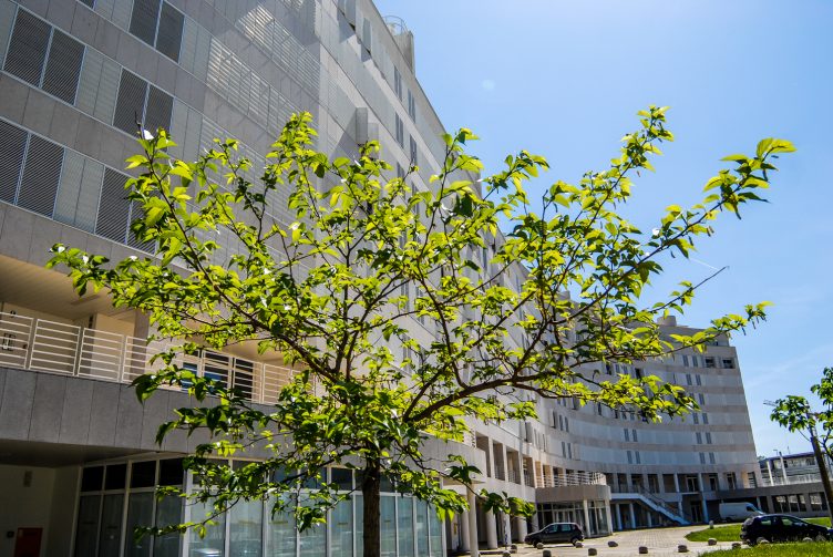 ulicama moga grada-23,tiz,stablo