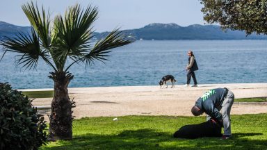 ulicama moga grada-24,pas,kucni ljubimci