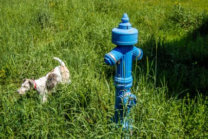 ulicama moga grada-25,hidrant,pas