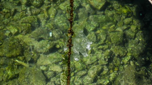 ulicama moga grada-4,plastika,more,smeće