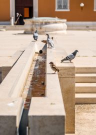 ulicama moga grada-4