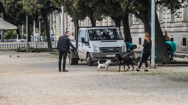 ulicama moga grada-8,pas,kucni ljubimci