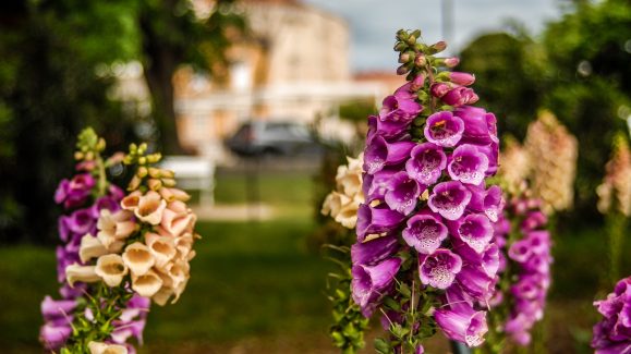 ulicama moga grada-15,cvijet