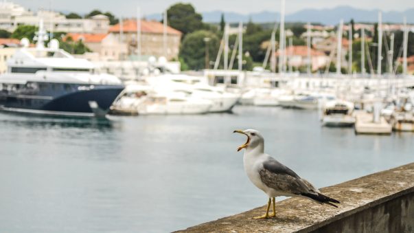 ulicama moga grada-24,galeb