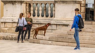 ulicama moga grada-25,gradska loža,pas,torbe