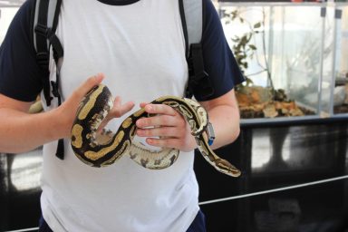 cudesan svijet zmija11