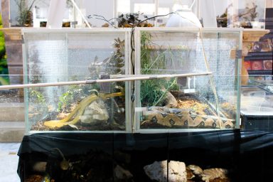 cudesan svijet zmija12