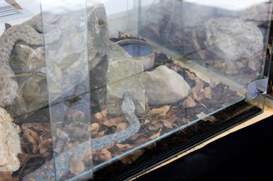 cudesan svijet zmija13