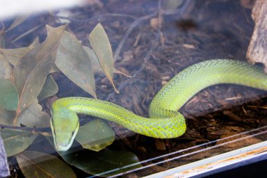 cudesan svijet zmija16