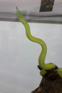 cudesan svijet zmija17